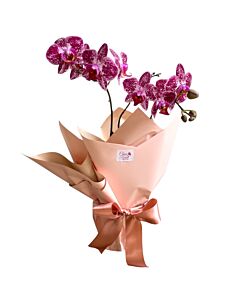Orquídea Essence 1