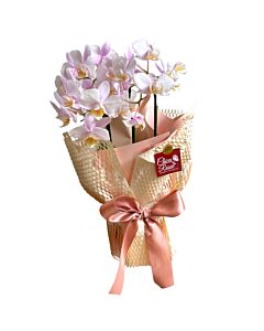 Orquídea Bela Rosé